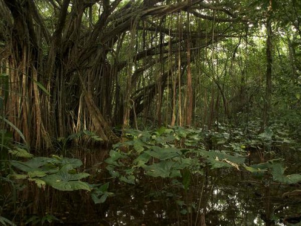 palau-carp-island-jungle